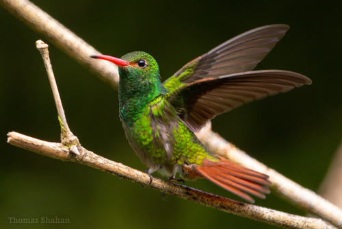 Colibrí Colirrufo / Amazilia Colirrufo, Amazilia tzacatl