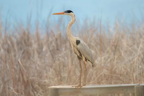 Garzón Azul / Garza Cuca, Ardea cocoi