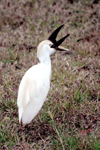 Garza Ganadera / Garcita del Ganado, Ardea ibis