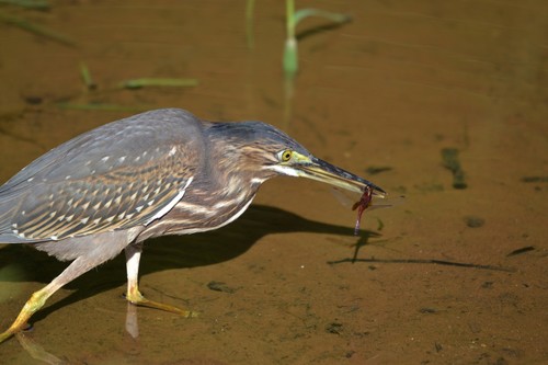 Garcita Azulada / Garcita Rayada, Butorides striata