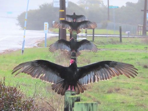 Guala Común, Cathartes aura