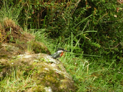 Martín Pescador Verde / Chico / Martín Pescador Chico, Chloroceryle americana