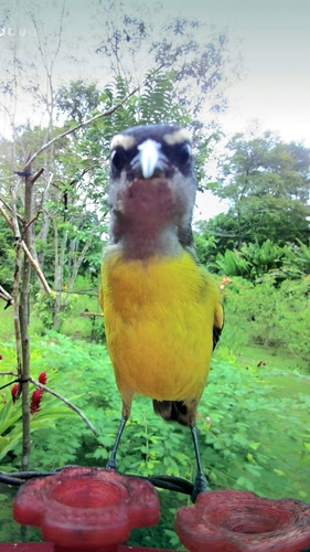 Reinita Mielera / Mielero Común, Coereba flaveola