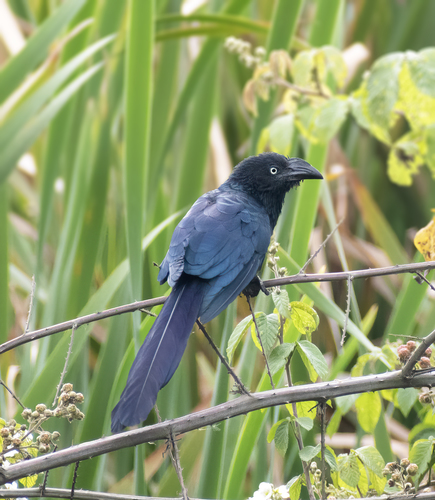 Garrapatero Mayor, Crotophaga major
