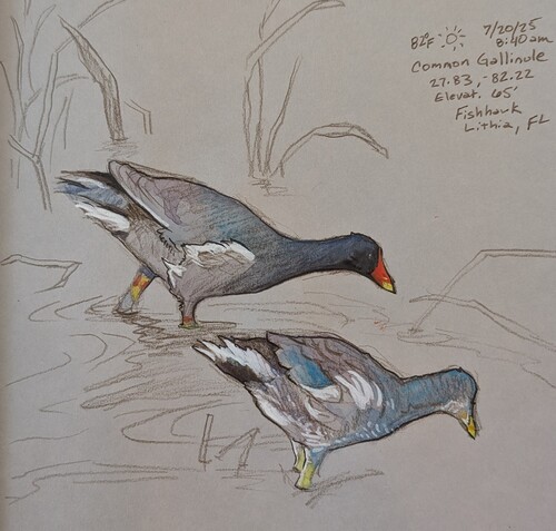 Polla Gris, Gallinula galeata