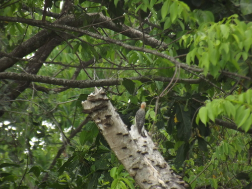 Carpintero Habado, Melanerpes rubricapillus