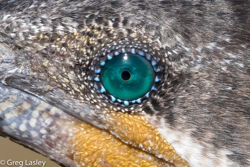 Cormorán Neotropical, Nannopterum brasilianum