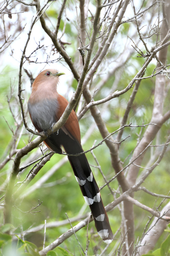 Cuco Ardilla, Piaya cayana
