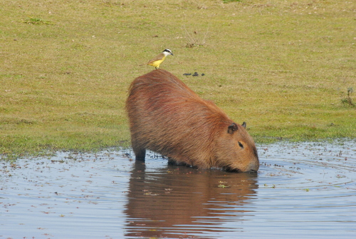 Bichofue / Bichofué Gritón, Pitangus sulphuratus