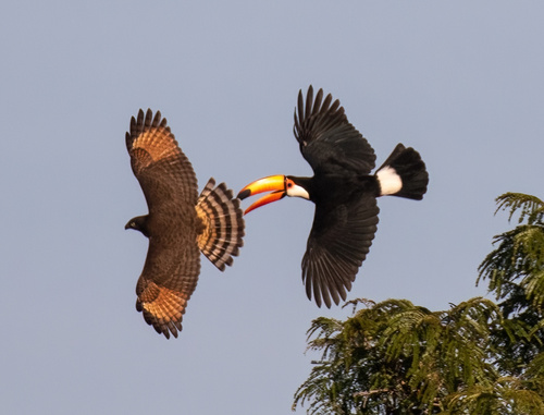Gavilán Caminero, Rupornis magnirostris