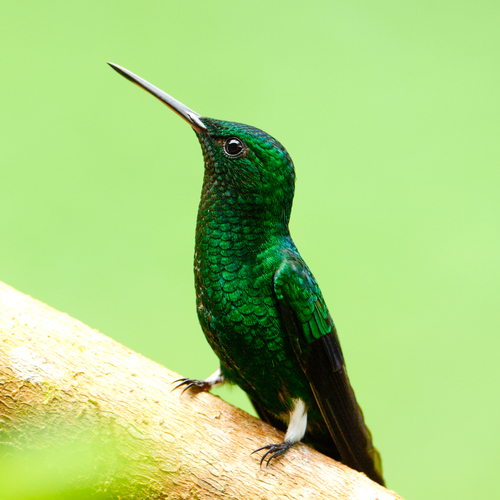 Amazilia Coliazul / Colibrí Coliazul / Amazilia Verdiazul, Saucerottia saucerottei