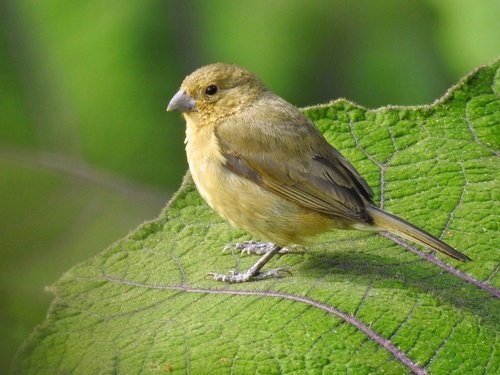 Espiguero / Semillero Capuchino / Espiguero Capuchino, Sporophila nigricollis