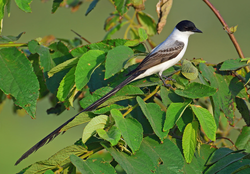 Sirirí Tijereta, Tyrannus savana