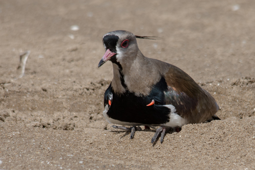Pellar / Pellar Común, Vanellus chilensis