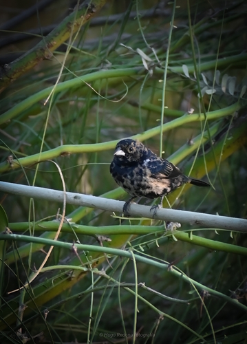 Volatinero Negro, Volatinia jacarina